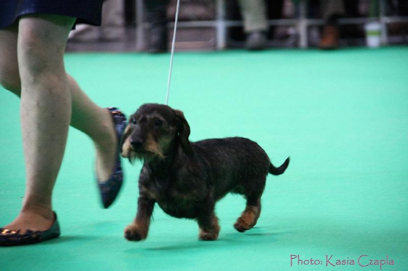 Crufts2011_2 864.jpg